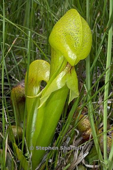 darlingtonia californica 5 graphic